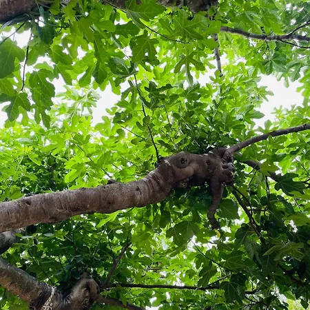 Podere Gradisca 奥贝里塞